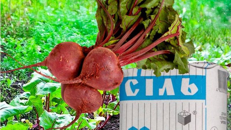 Навіщо бурякові сіль, та як з її допомогою підвищити врожай
