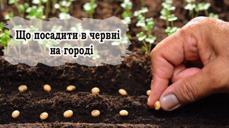 Сприятливі дні в червні для посадки. Розповідаємо, які рослини можна садити, а які уже запізно
