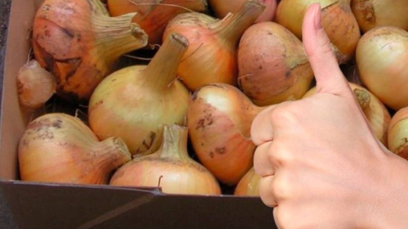Зберігаємо цибулю до весни. Що потрібно зробити після збору врожаю