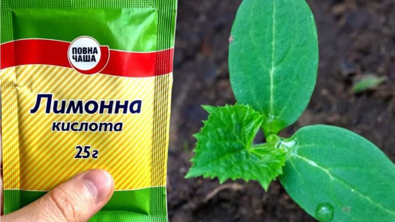 Огірки ніколи не хворіють, вже багато років використовую тільки це! Огірки, як з картинки!