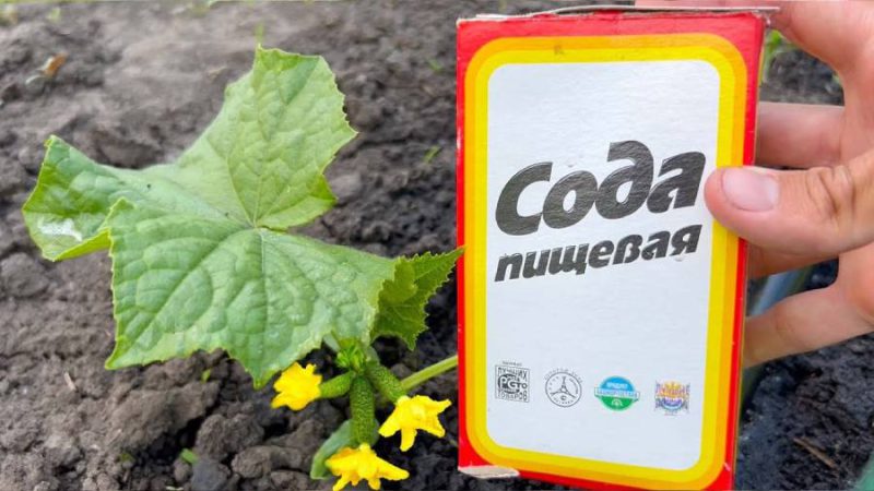 Чому багато городників поливають огірки содою, та як правильно приготовити розчин