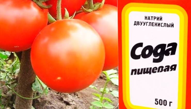 Як за допомогою харчової соди, отримати щедрий врожай помідорів