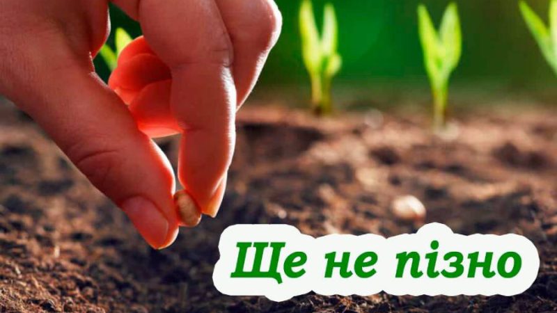 Три рослини, які можна ще садити в липні, і встигнути зібрати врожай