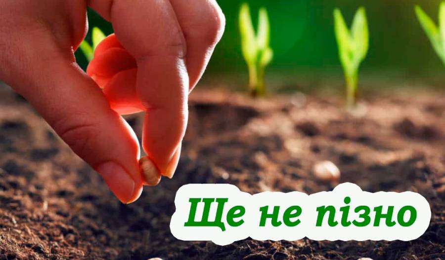 Три рослини, які можна ще садити в липні, і встигнути зібрати врожай