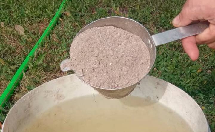 Як правильно розводити попіл у воді, та які рослини підживлювати цим розчином