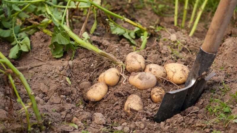 Коли копати картоплю в серпні. Сприятливі дні за місячним календарем