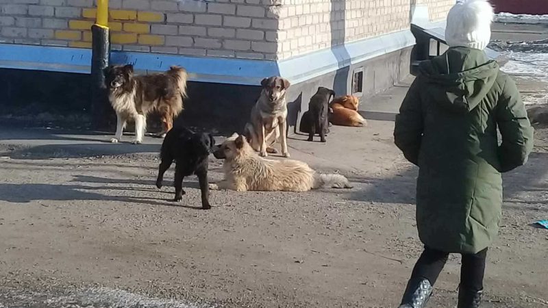 Тільки не намагайтеся втекти. Що робити при зустрічі зі зграєю бездомних собак
