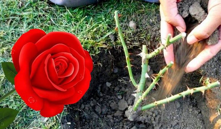 Як правильно посадити троянди в кінці літа: поради для гарного росту