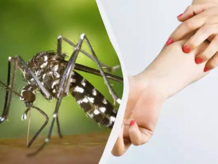 В Україні з’явився небезпечний комар: ентомолог розповів, які хвороби він переносить