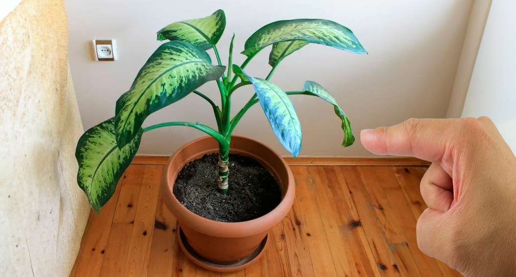 5 рослин, яким не місце у вашому домі. Чим саме вони можуть зашкодити