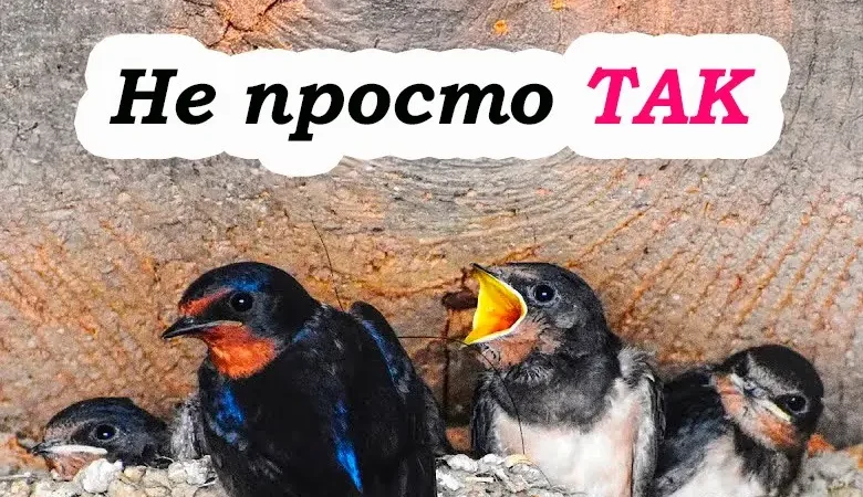Що символізує поява ластівчиного гнізда під дахом, та чому вони обрали саме ваш дім