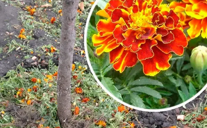 Як перетворити чорнобривці на органічне добриво. Городникам на замітку