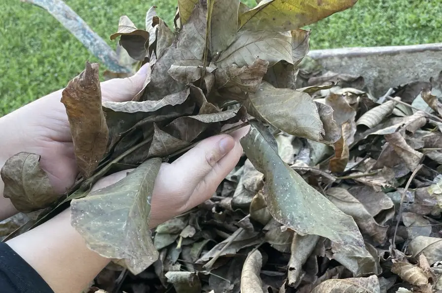 Листя волоського горіха: чому не варто його викидати, та чим воно може допомогти