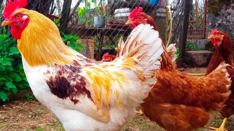 Для чого півень в курнику, та яку саме користь він приносить