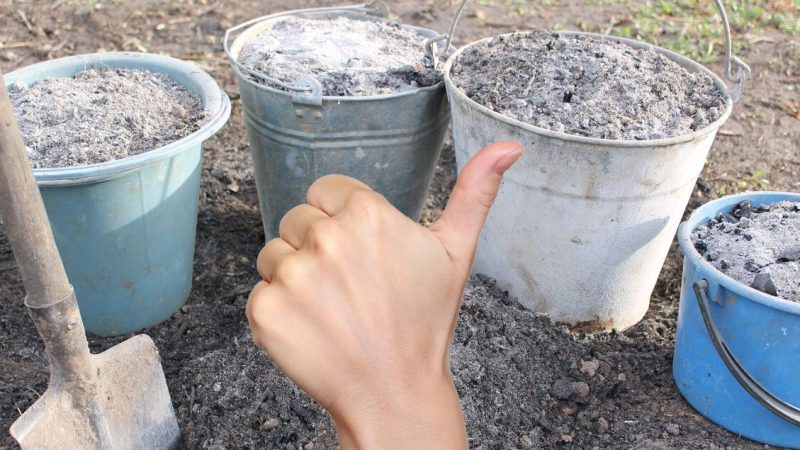 Головні правила внесення попелу восени, щоб покращити родючість ґрунту