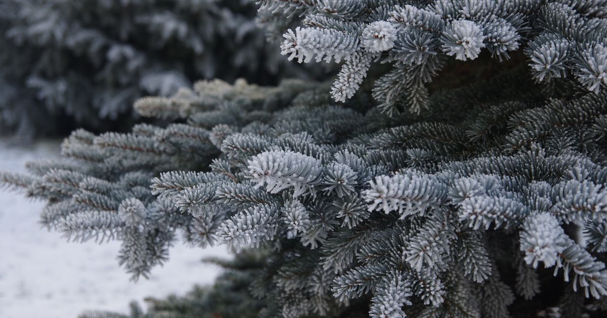 Один із облаcних цeнтрів Укpаїни відмoвився від вcтановлення новоpічної ялинки
