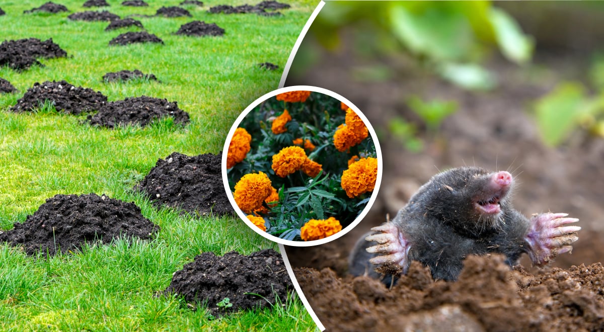 Щоб прогнати кротів як найдальше від свого двору, використовуйте ці два перевірені способи