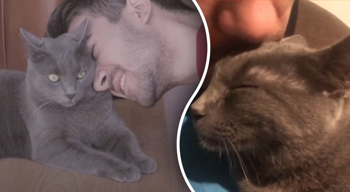 Коли кішка треться об вас, ось що це означає