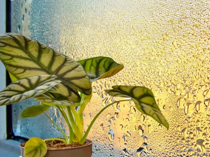 Тримайте на підвіконнику ці рослини, щоб на вікнах “не плакали”. Дієвий спосіб позбутися конденсату