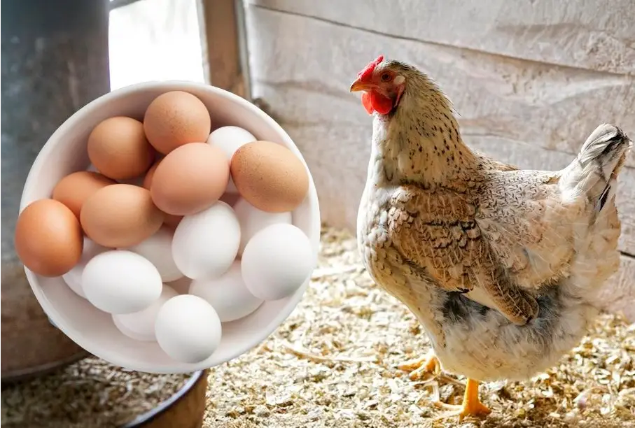 Кури почнуть засипати яйцями. Кілька порад від досвідчених господинь