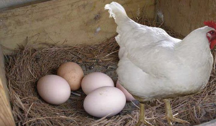 Що робити, щоб кури почали краще нестися? Ось кілька дієвих порад, які варто взяти на замітку