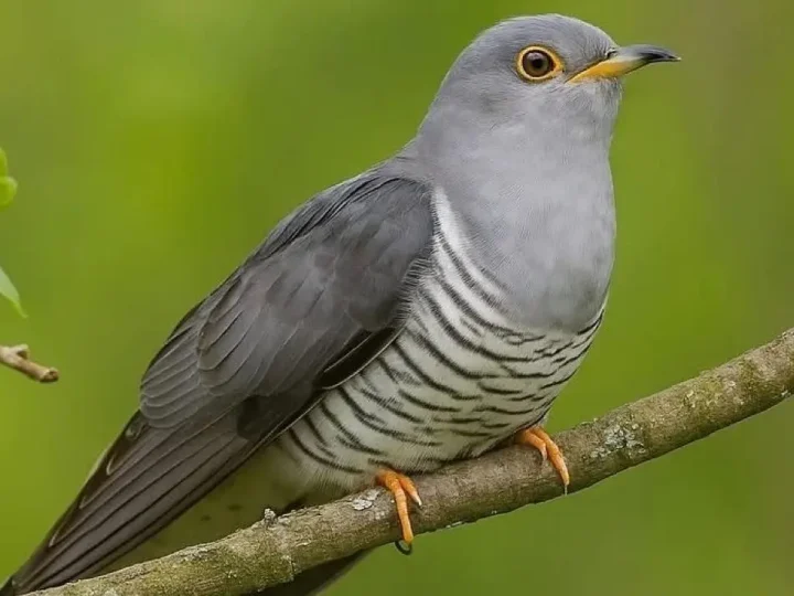 Самець зозулі – як правильно його називати? Ні за що не здогадаєтесь!