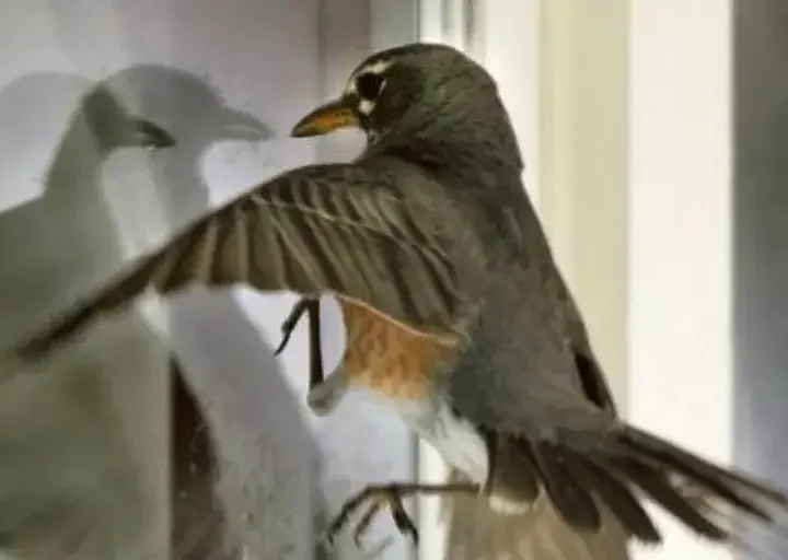 Чому пташка стукає у вікно і про що вона може попереджати господаря