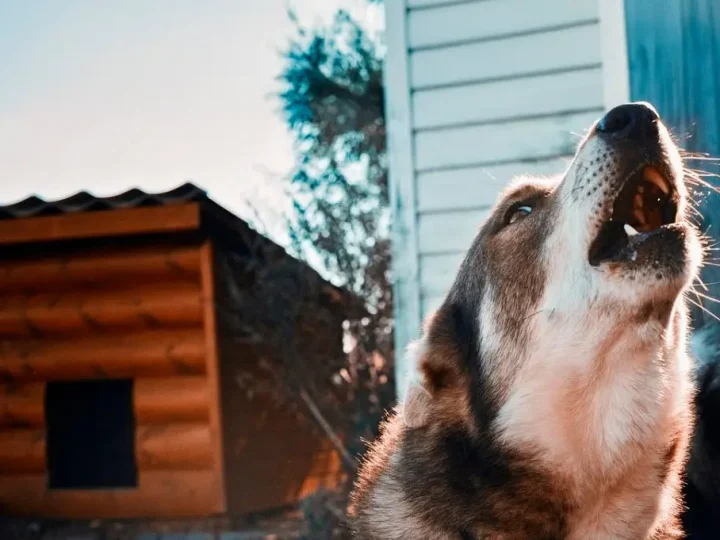 Собака виє біля дому: на що слід звернути увагу та чого очікувати найближчим часом