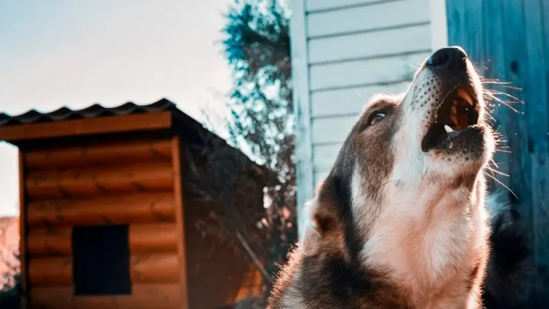 Собака виє біля дому: на що слід звернути увагу та чого очікувати найближчим часом
