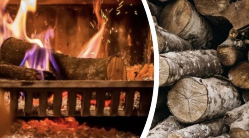 Які дрова можна брати в лісі: що дозволено, а що загрожує штрафом