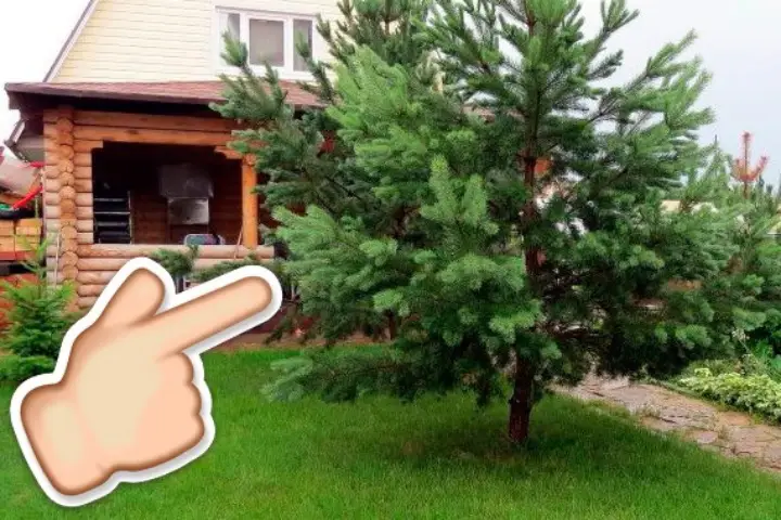 Ніколи не садіть ці три дерева біля свого дому, щоб потім не жаліти