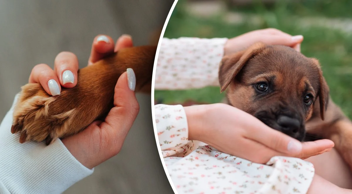 Собака облизує господаря не просто так. Що саме вона хоче цим сказати