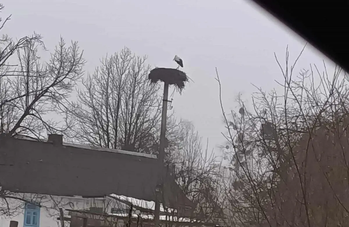 Вже сидить у гнізді: в Україні зафіксували першого лелеку