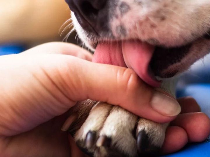Коли собака облизує руки господаря, це має свій сенс: що насправді означає така поведінка