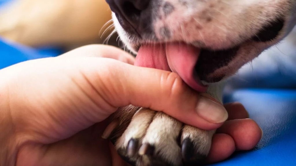 Коли собака облизує руки господаря, це має свій сенс: що насправді означає така поведінка