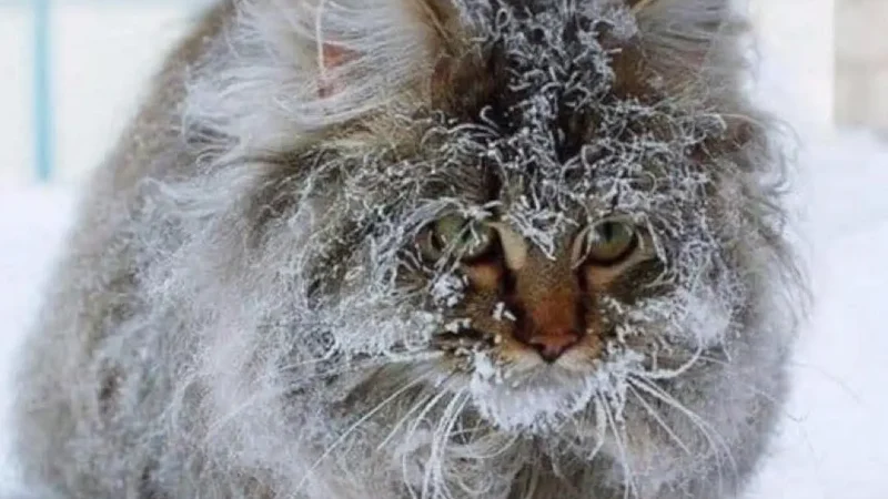 При якій температурі замерзає кіт? Цифра, яку повинен знати кожен