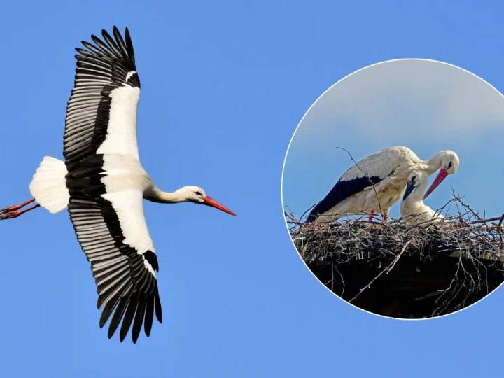 Чому після зими лелеки завжди повертаються в Україну: відповідь мало хто знає