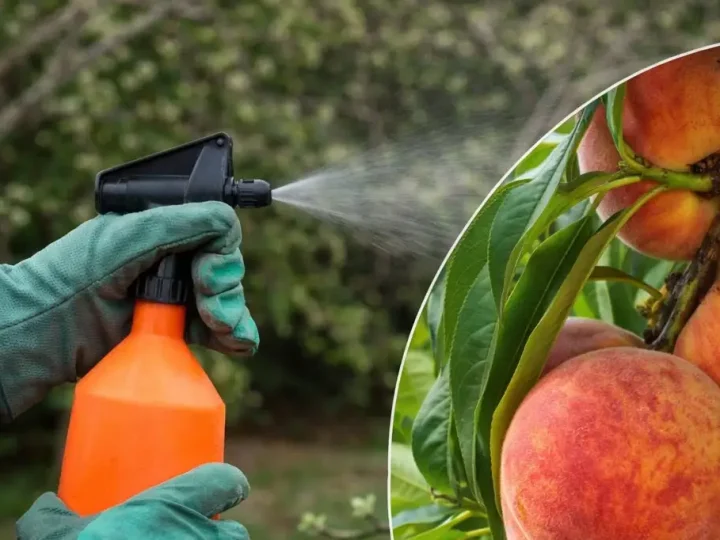 Чим обприскати персик навесні: простий розчин, який рятує від хвороб і шкідників