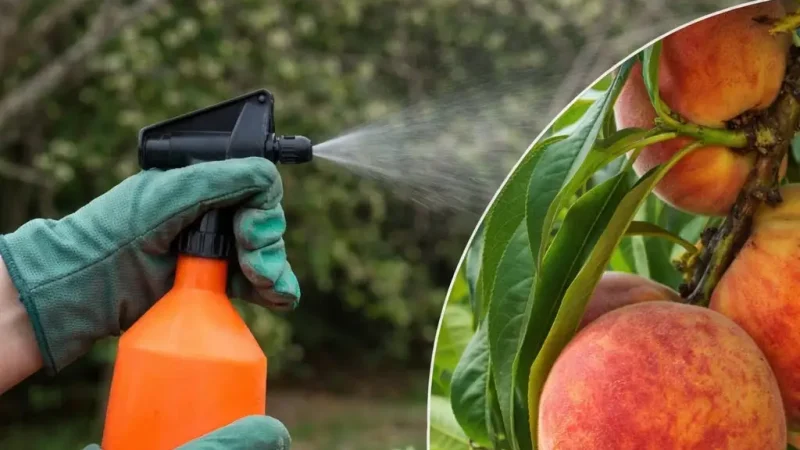 Чим обприскати персик навесні: простий розчин, який рятує від хвороб і шкідників