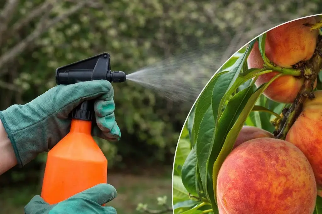 Чим обприскати персик навесні: простий розчин, який рятує від хвороб і шкідників