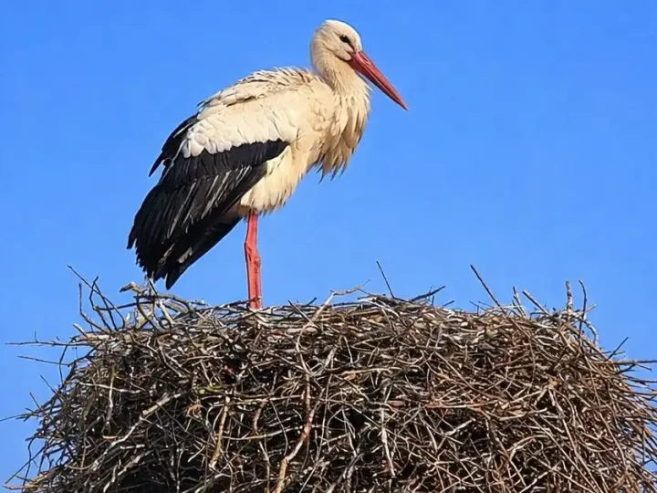 Що означає перша зустріч із лелекою в році і на що звернути увагу