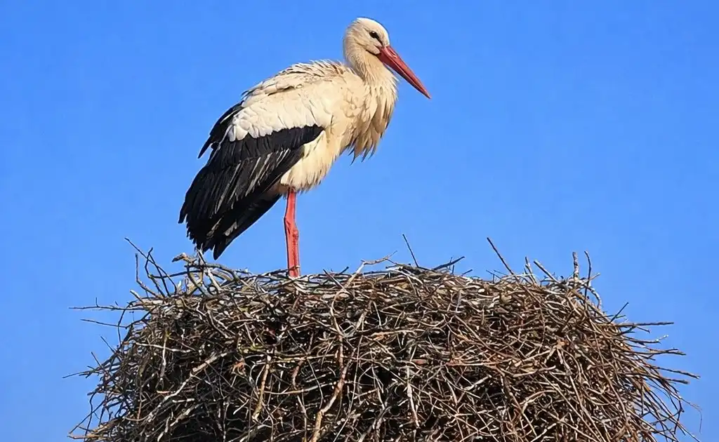 Що означає перша зустріч із лелекою в році і на що звернути увагу