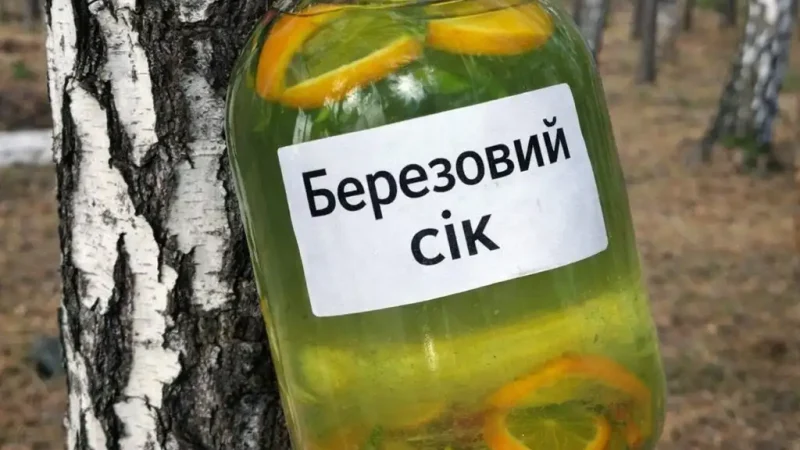 Консервація березового соку: як закрити правильно і з чим поєднувати