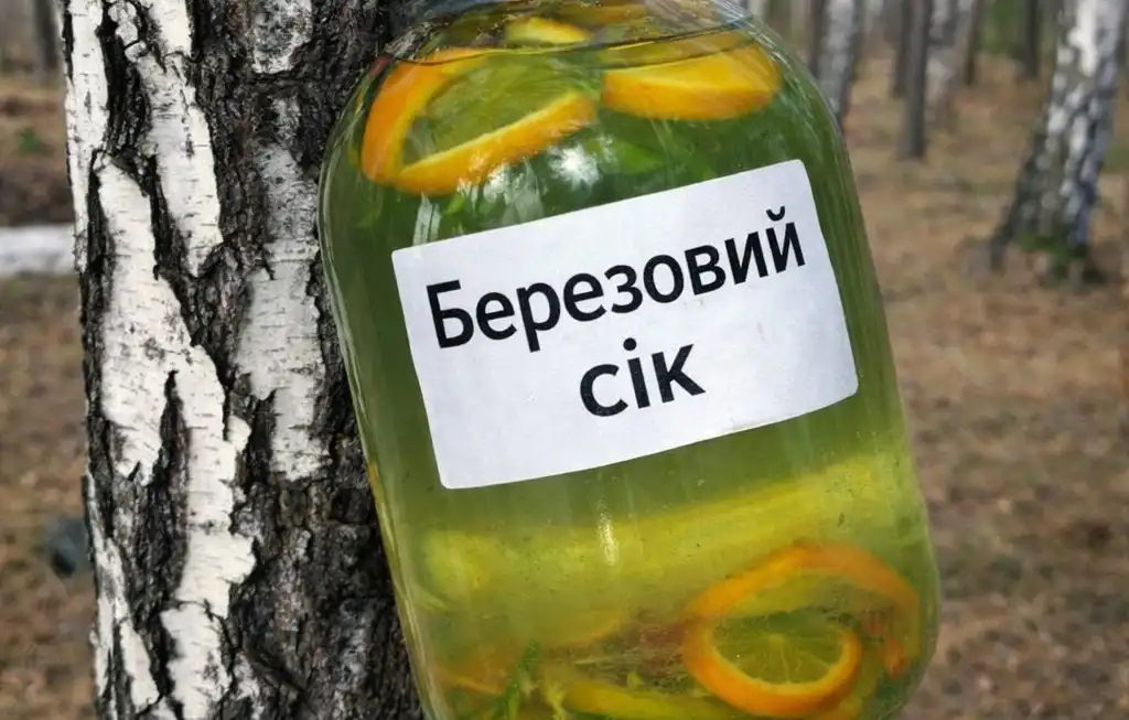 Консервація березового соку: як закрити правильно і з чим поєднувати