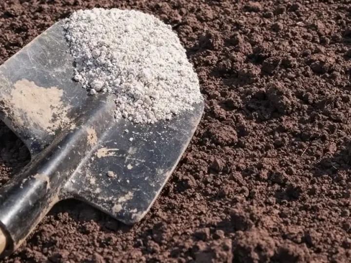 Ніколи не підсипайте золу під ці рослини: помилка, яка може зіпсувати врожай