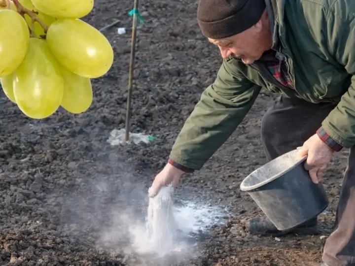 Підживлення винограду навесні: що внести, щоб ягоди були солодкими і великими