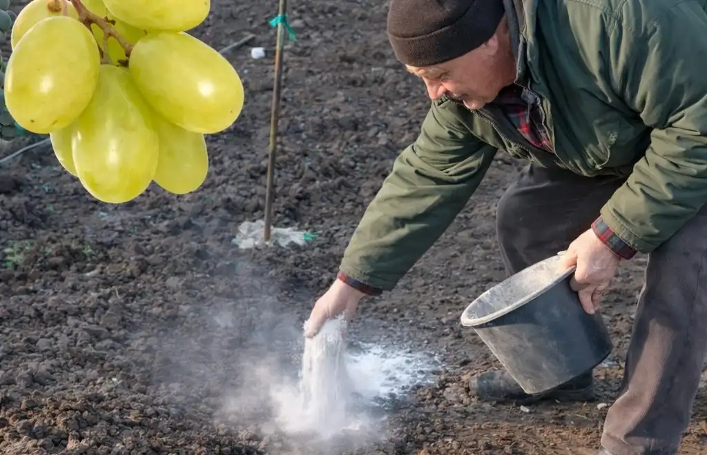 Підживлення винограду навесні: що внести, щоб ягоди були солодкими і великими