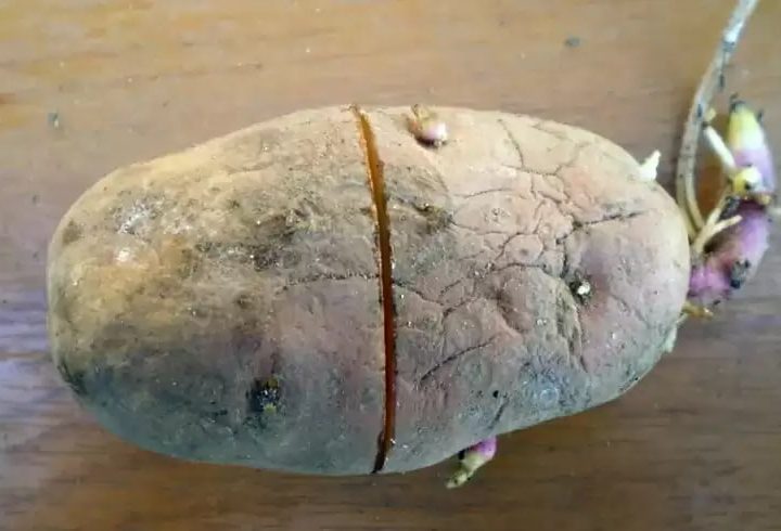 Досвідчені дачники перед посадкою рекомендують надрізати картоплю. Коли ВИ дізнаєтеся для чого вони це роблять, то одразу побіжите спробувати!