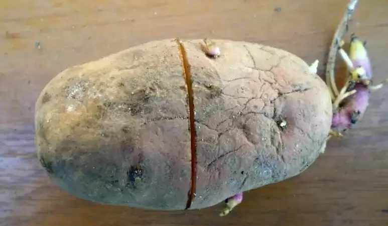 Досвідчені дачники перед посадкою рекомендують надрізати картоплю. Коли ВИ дізнаєтеся для чого вони це роблять, то одразу побіжите спробувати!