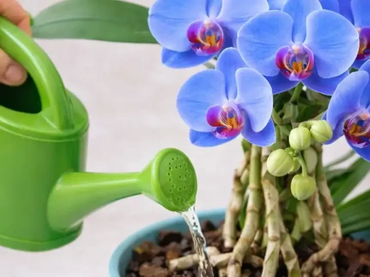 Картопляна підгодівля для орхідеї: простий спосіб стимулювати ріст і пишне цвітіння